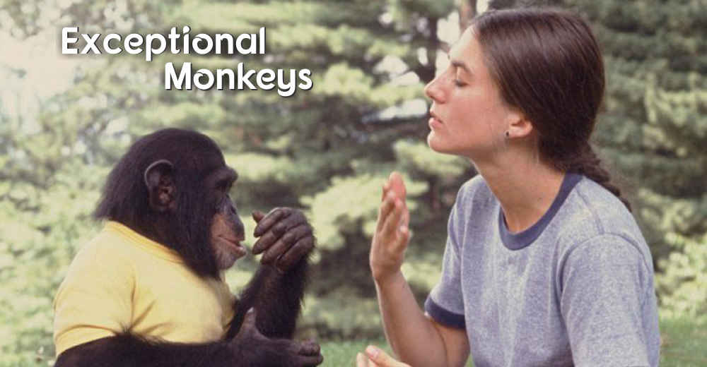 Exceptional Monkeys | Insights Care