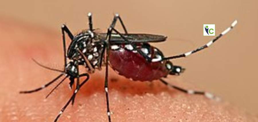 Dengue cases