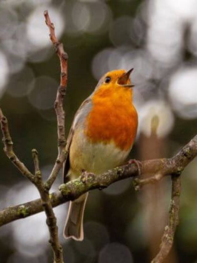 birds