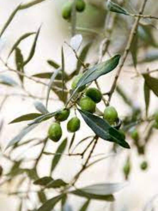 Olives | Unsplash