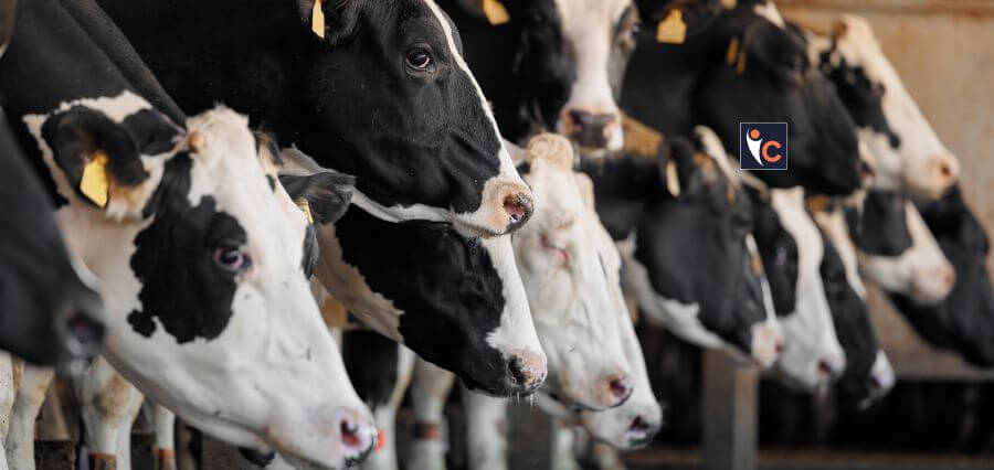 Bird Flu Observed to be Spreading to Dairy Cows in Several US states
