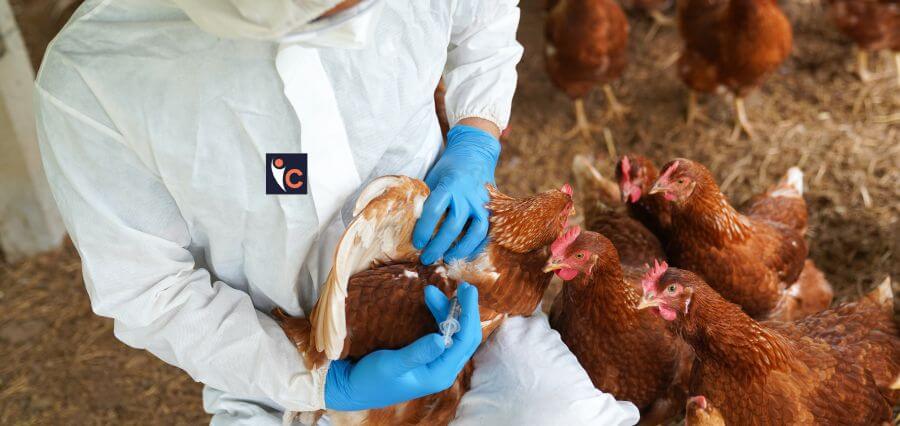 H5N1 Virus Spreads Rapidly in Farms, 3 More People Test Positive Raising Concerns