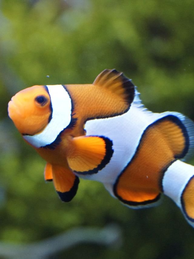 fish