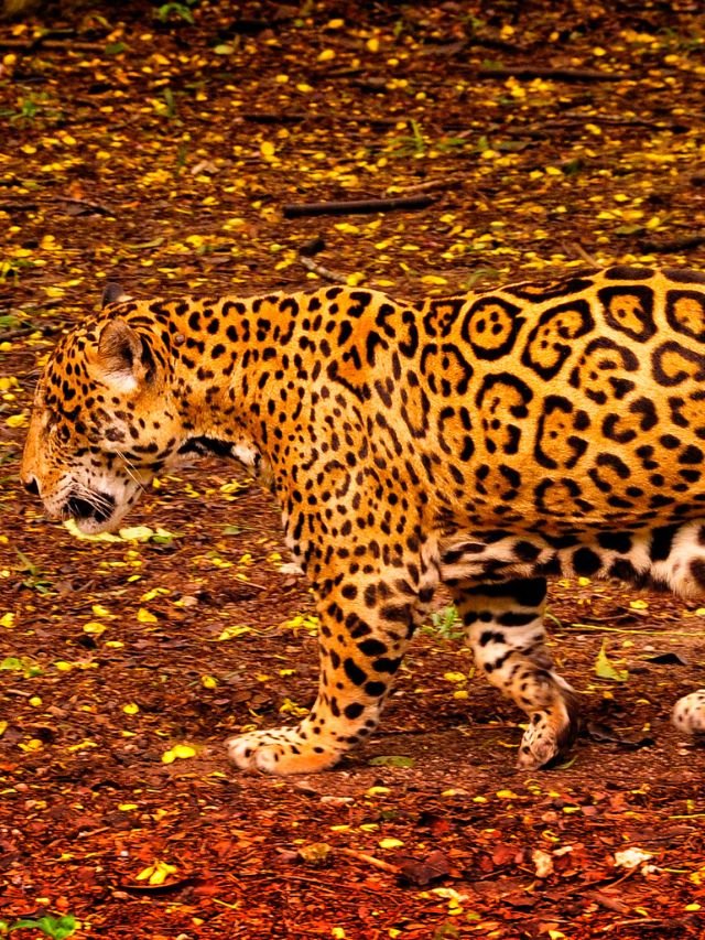 tiger